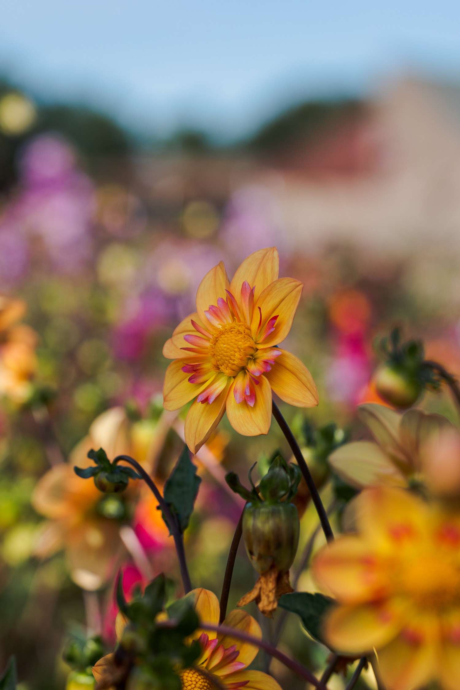 Dahlia 'Kelsey Annie Joy'